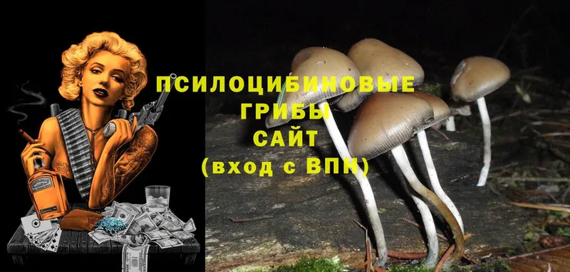 Псилоцибиновые грибы Psilocybe Калининск